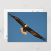 Vogel van Prey, Bald Eagle tijdens de vlucht, Kach Briefkaart (Voorkant / Achterkant)