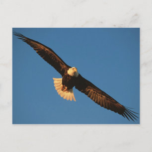 Vogel van Prey, Bald Eagle tijdens de vlucht, Kach Briefkaart