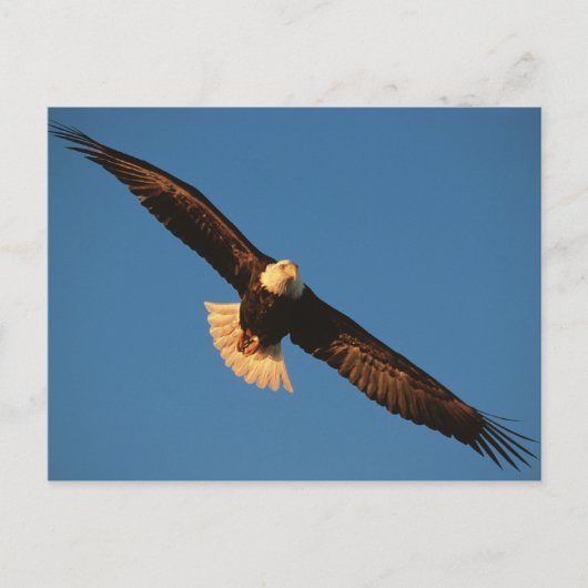 Vogel van Prey, Bald Eagle tijdens de vlucht, Kach Briefkaart (Voorkant)