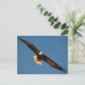 Vogel van Prey, Bald Eagle tijdens de vlucht, Kach Briefkaart (Staand voorkant)