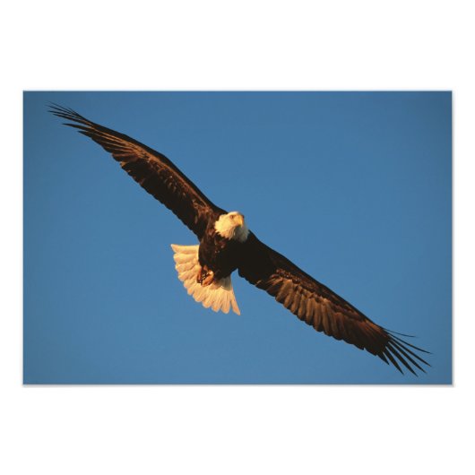 Vogel van Prey, Bald Eagle tijdens de vlucht, Kach Foto Afdruk (Voorkant)