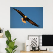 Vogel van Prey, Bald Eagle tijdens de vlucht, Kach Poster (Thuiskantoor)
