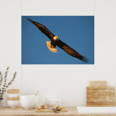 Vogel van Prey, Bald Eagle tijdens de vlucht, Kach Poster (Keuken)