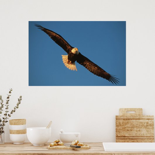 Vogel van Prey, Bald Eagle tijdens de vlucht, Kach Poster (Keuken)
