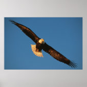 Vogel van Prey, Bald Eagle tijdens de vlucht, Kach Poster (Voorkant)