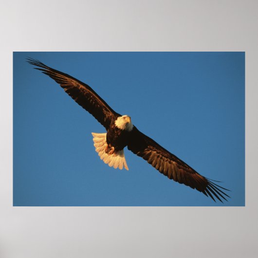 Vogel van Prey, Bald Eagle tijdens de vlucht, Kach Poster (Voorkant)