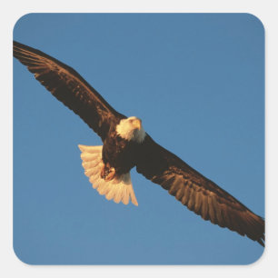 Vogel van Prey, Bald Eagle tijdens de vlucht, Kach Vierkante Sticker