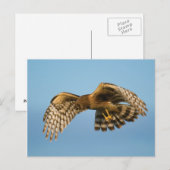 Vogel van Prey Briefkaart (Voorkant / Achterkant)