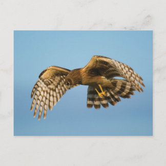Vogel van Prey Briefkaart