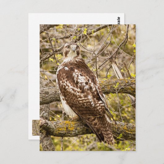 Vogel van Prey Briefkaart (Voorkant / Achterkant)