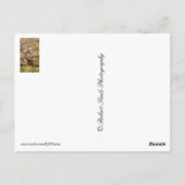 Vogel van Prey Briefkaart (Achterkant)