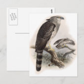 Vogel van Prey Briefkaart (Voorkant / Achterkant)
