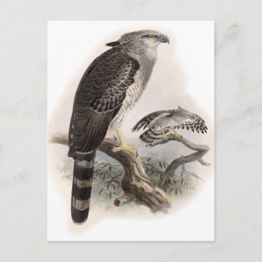 Vogel van Prey Briefkaart (Voorkant)