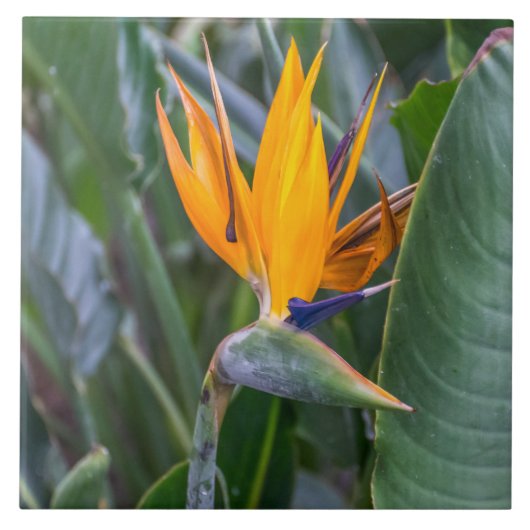 Vogel van tegel van Paradise-bloemkeramiek Tegeltje (Voorkant)