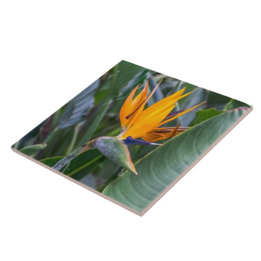 Vogel van tegel van Paradise-bloemkeramiek Tegeltje (Zijkant)