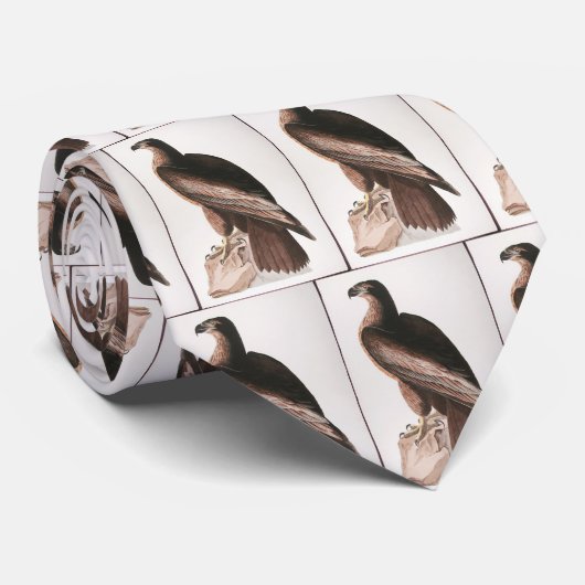 Vogel van Washington, Audubon Stropdas (Opgerold)