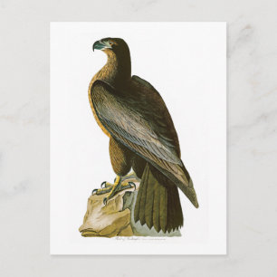 Vogel van Washington John Audubon Birds of America Briefkaart