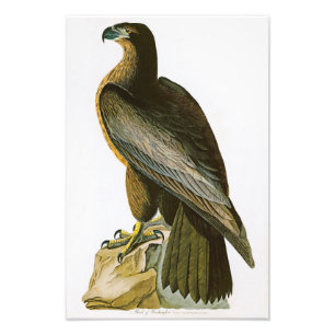 Vogel van Washington John Audubon Birds of America Foto Afdruk