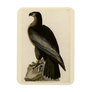 Vogel van Washington uit Audubon's Vogels van Amer Magneet