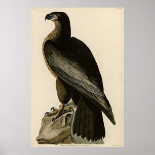 Vogel van Washington uit Audubon's Vogels van Amer Poster