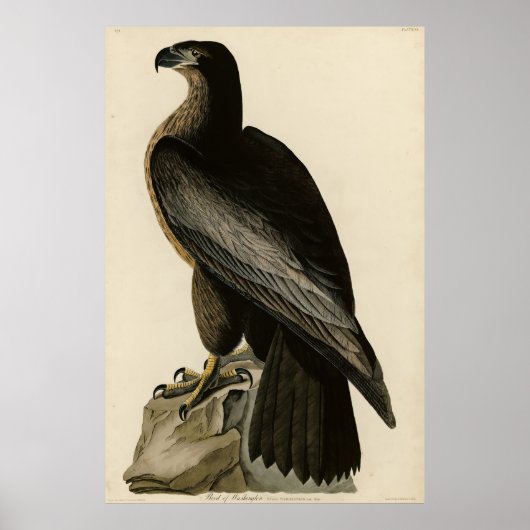 Vogel van Washington uit Audubon's Vogels van Amer Poster (Voorkant)
