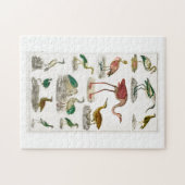 vogel , vogels , zonder blikken of blozen , nieuw legpuzzel (Horizontaal)