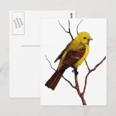 Vogel: Vrouw Westerne Tanager: Oorspronkelijke ill Briefkaart (Voorkant / Achterkant)