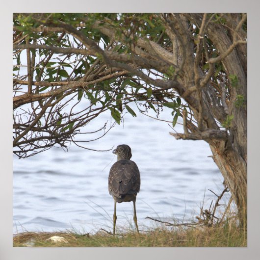 Vogel Wachten Foto Poster (Voorkant)