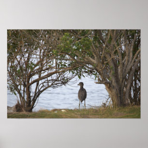Vogel Wachtende Foto Poster