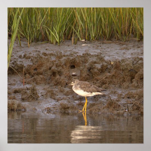 Vogel Waterlandschap Foto Poster (Voorkant)