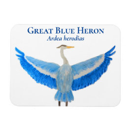 Vogel Waterverf Wetenschappelijke Grote Blauwe Her Magneet