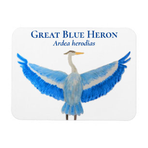 Vogel Waterverf Wetenschappelijke Grote Blauwe Her Magneet