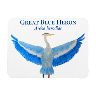 Vogel Waterverf Wetenschappelijke Grote Blauwe Her Magneet