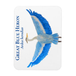 Vogel Waterverf Wetenschappelijke Grote Blauwe Her Magneet