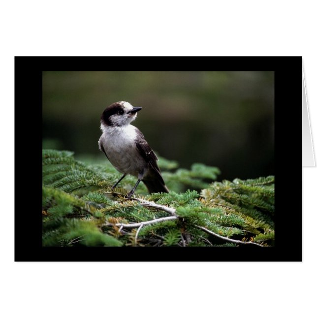 Vogel Wild 192 (Voorkant Horizontaal)