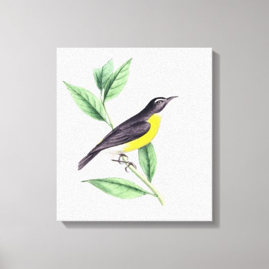 vogel | Zazzle_Growshop. Canvas Afdruk (Voorkant)