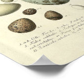  vogelafdrukken #37 Eieren #1 Poster (Hoek)