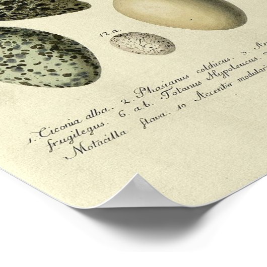  vogelafdrukken #38 Egg #2 Poster (Hoek)