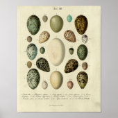  vogelafdrukken #38 Egg #2 Poster (Voorkant)