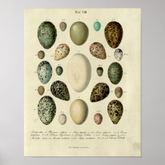 vogelafdrukken #38 Egg #2 Poster