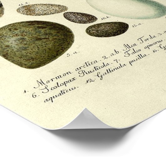  vogelafdrukken #39 Eg #3 Poster (Hoek)