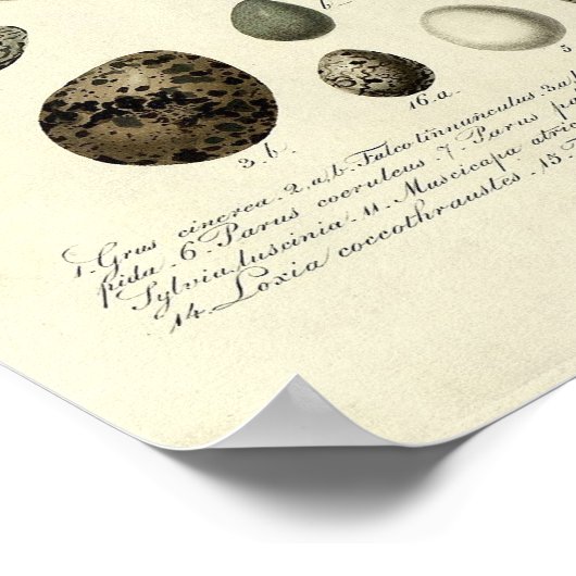  vogelafdrukken #40 Eg #4 Poster (Hoek)