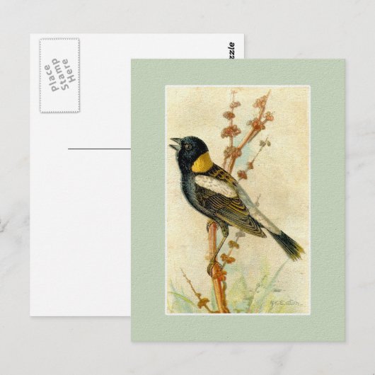 vogelafdrukken - Bobolink Briefkaart (Voorkant / Achterkant)