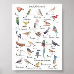 Vogelalfabet: A tot Z van het Poster van de Vogels