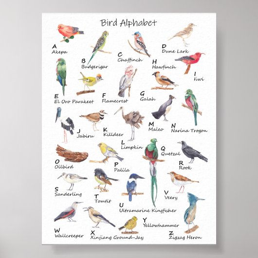 Vogelalfabet: A tot Z van het Poster van de Vogels (Voorkant)