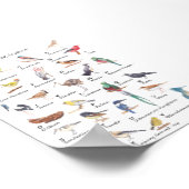 Vogelalfabet: A tot Z van het Poster van de Vogels (Hoek)