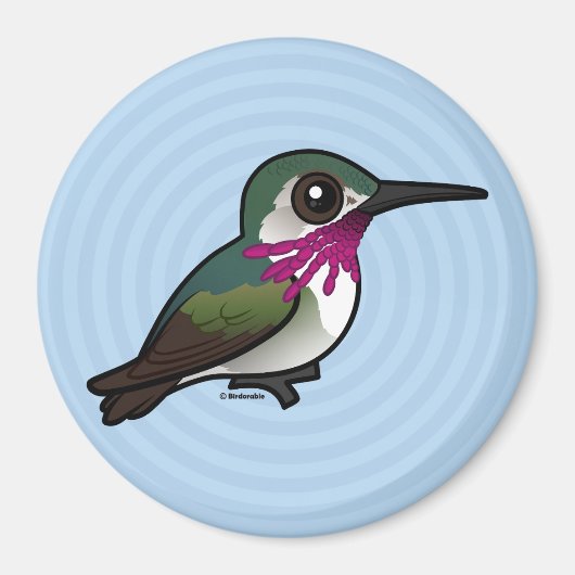 Vogelbare Calliope Hummingbird Magneet (Voorkant)