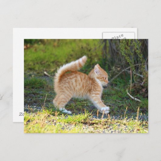 vogelbekdier briefkaart (Voorkant / Achterkant)