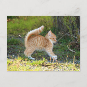 vogelbekdier briefkaart