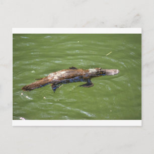 VOGELBEKDIEREN QUEENSLAND AUSTRALIË BRIEFKAART